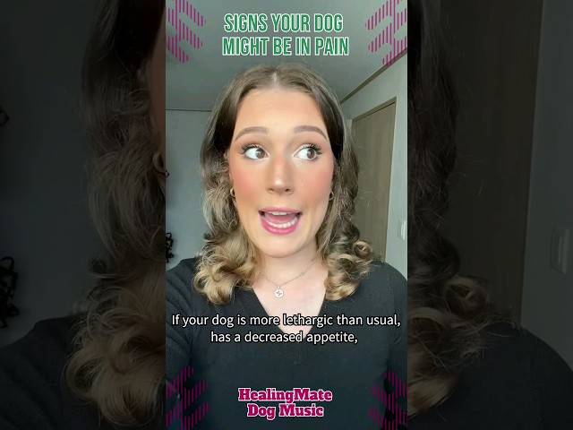 🐶💖Signs Your Dog Might Be in Pain💖🐶