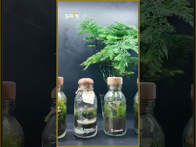 বাংলাদেশে পাওয়াই যেত না আর এখন বসন্ত!