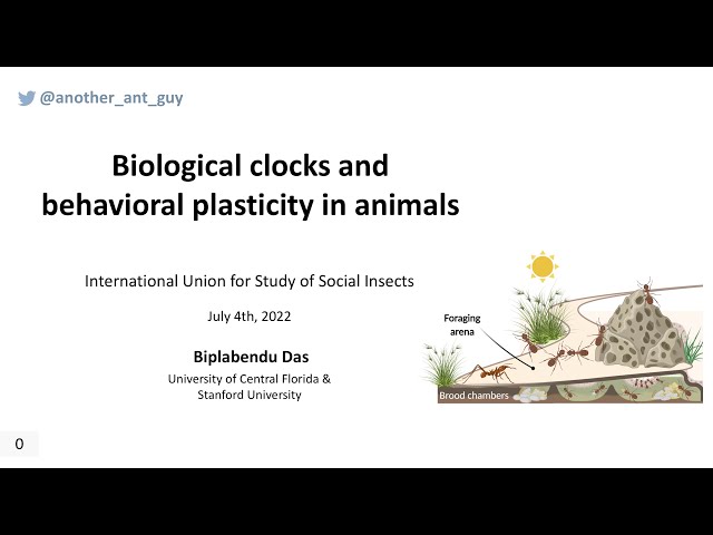 "Molecular links between plasticity of the biological clock and polyphenism in ants" at IUSSI 2022