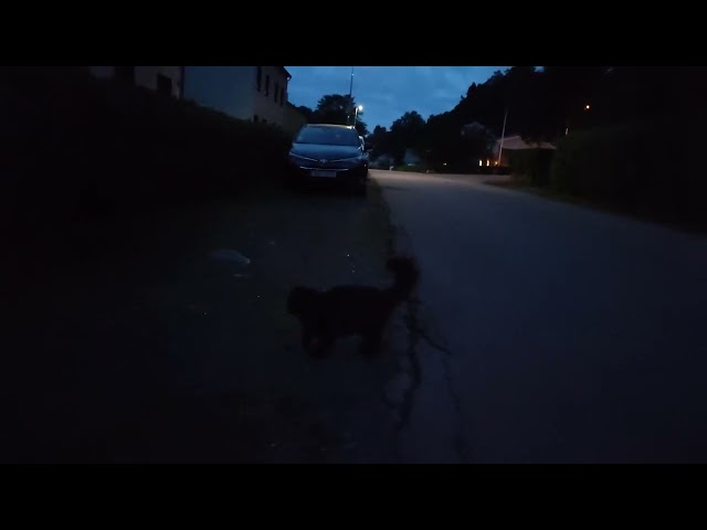 Cat saying I love you