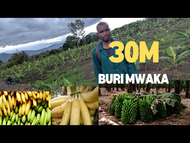 YARETSE AKAZI KA LETA BAMUSEKA 😅 NONE URUTOKI RUZAMWINJIRIZA MILIYONI 30💰 BURI MWAKA!
