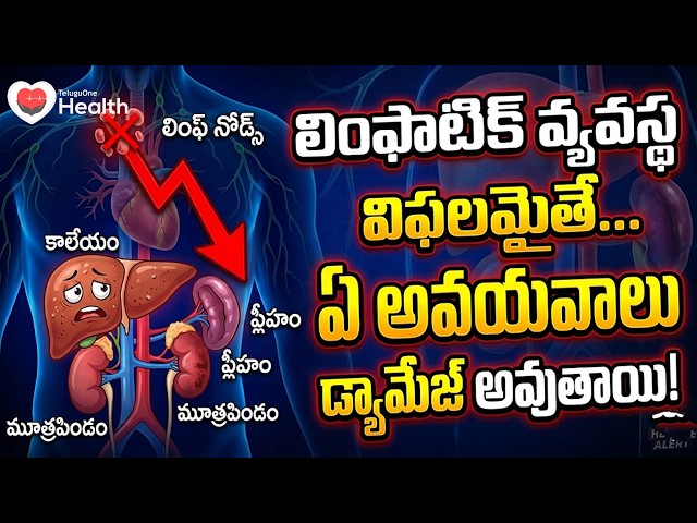 Lymphatic System | లింఫాటిక్ సిస్టమ్ పని చేయకపోతే ఏ ఆర్గన్స్ ఎక్కువగా ఎఫెక్ట్ అవుతాయి?| ToneHealth