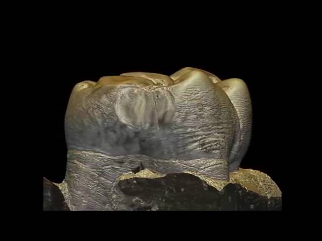 Accessing Developmental Information of Fossil Hominin Teeth Using New Synchrotron Microtomography