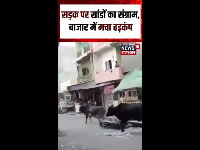Bull Fight Viral Video: बाजार में सांडों का आतंक, दुकानदारों में मची भगदड़ |SHORT| N18S