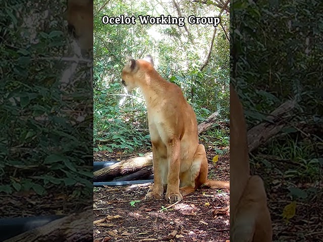 International Puma Day