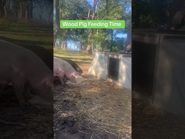 Breakfast Time