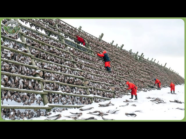 Inside the World’s Largest Stockfish Processing Line — How Arctic Cod Becomes Stockfish