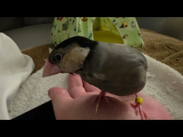 Java finch babbling (Day 99)