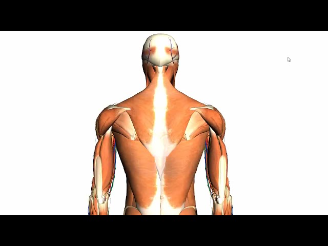 Intermediate and Deep Muscles of the back
