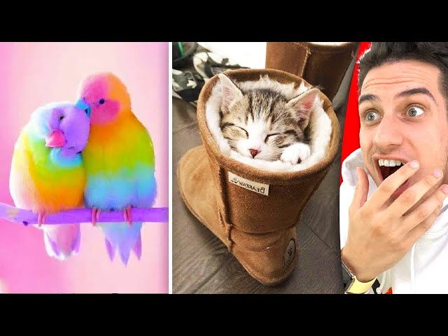 Funniest Cute TIKTOK PET Compilation! **TRY NOT TO LAUGH Challenge**