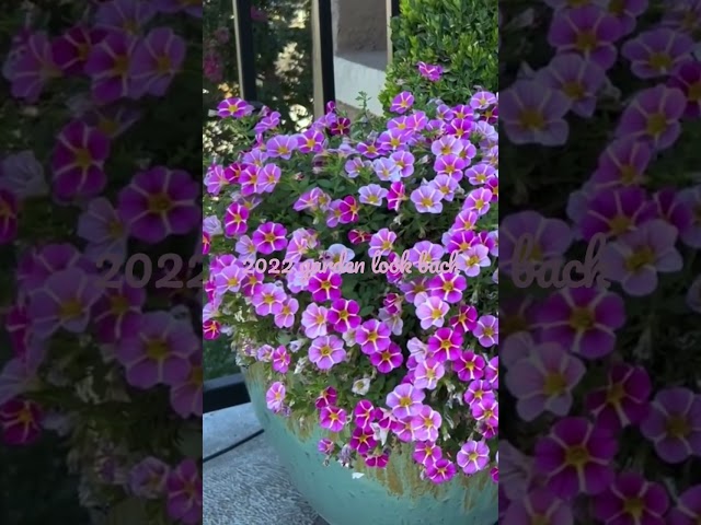 Container garden ideas🌸❤️#shorts#