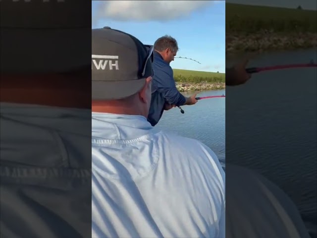 BIG ALLIGATOR CAPTURED! 1/8 #viral #short #youtubeshorts #shorts #viralvideo #youtube #shortvideo