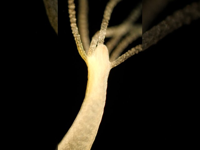 What’s the Secret to Hydra’s Immortality? | #DeepLook #Shorts