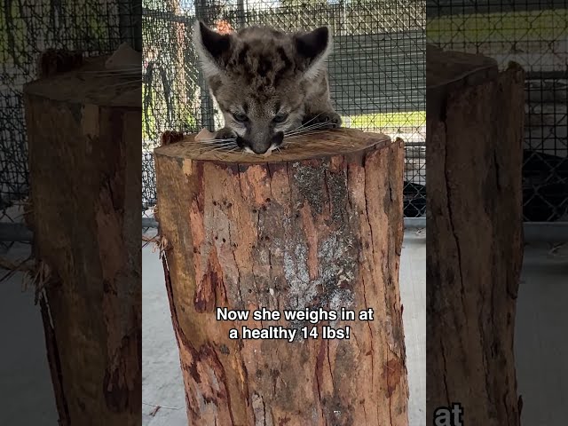 Peppercorn: The Florida Panther Rescue