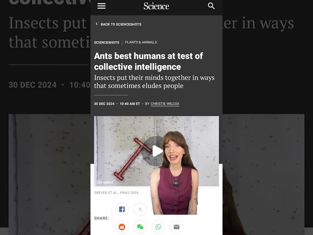 Ants best humans at test of collective intelligence