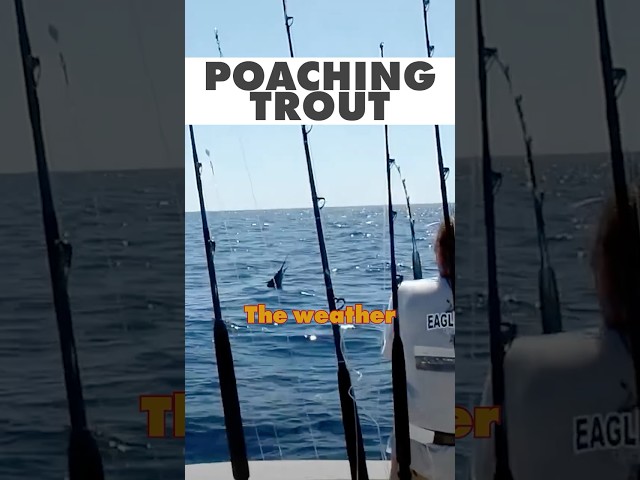 Poaching Trout Galveston #fishing #fish #hunting