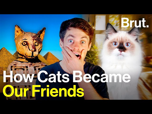 How did cats become domesticated? 🐈
