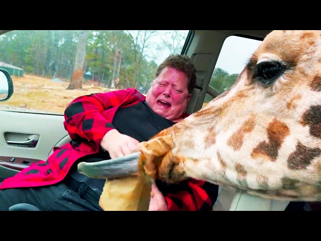 THIS IS WHY YOU DON'T MESS WITH WILD ANIMALS | Funny Animal Videos