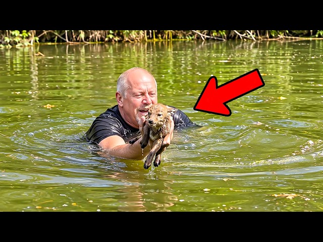 A man saved a drowning fox, but his life changed forever after that.