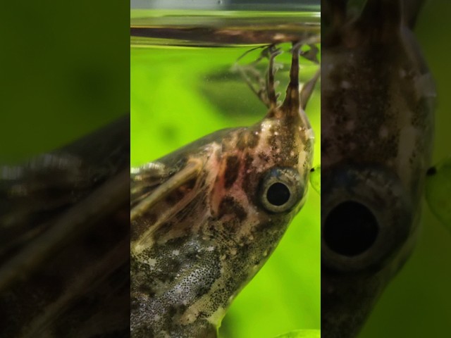 Why Does the Upside-Down Catfish Swim Belly-Up? | #DeepLook #Shorts