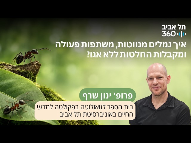איך נמלים מנווטות, משתפות פעולה ומקבלות החלטות ללא אגו? פרופ' ינון שרף
