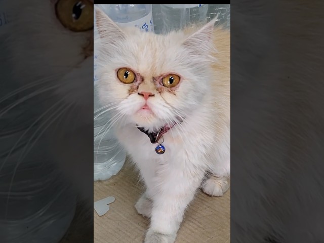 I Found an EVIL Cat! 👿