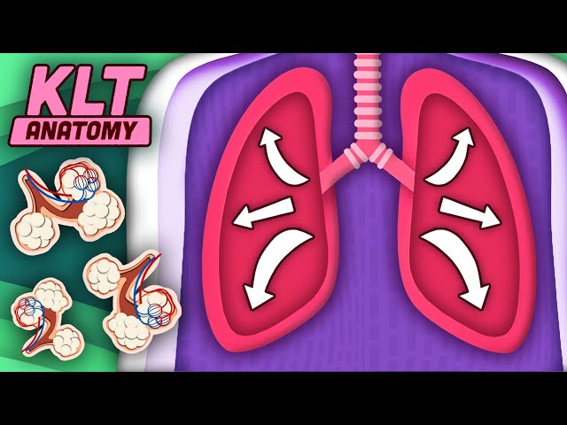 Your Lungs Help YOU Breathe! | The Lung Song | KLT Anatomy