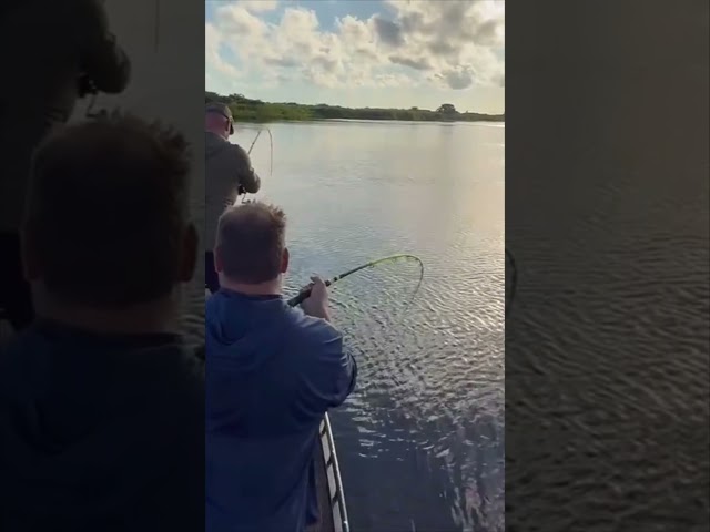 BIG ALLIGATOR CAPTURED! 3/8 #viral #short #youtubeshorts #shorts #viralvideo #youtube #shortvideo
