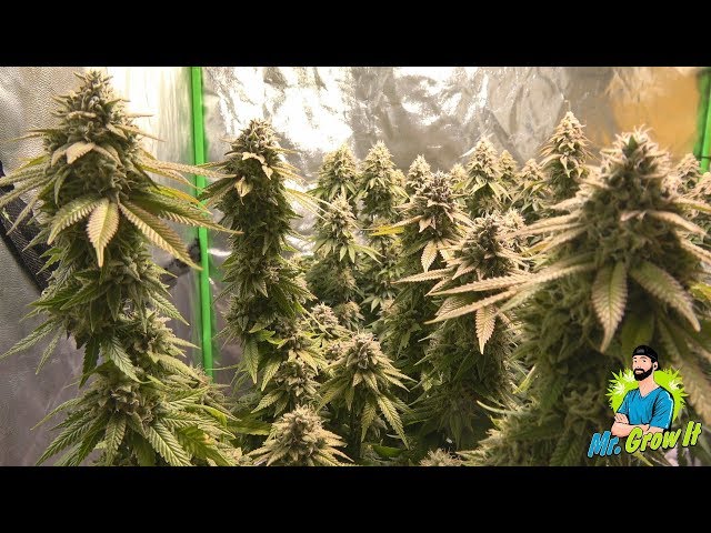 FEEDING NUTRIENTS TO MARIJUANA PLANTS! - BLOOM YELLOW BOTTLES ORGANIC NUTRIENTS