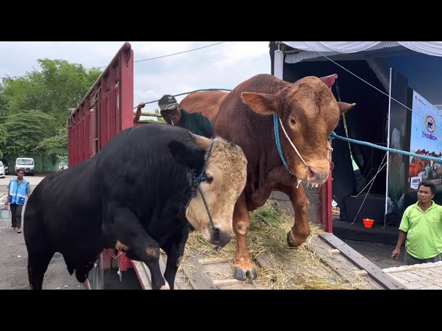 KUMPULAN SAPI RAKSASA TURUN DARI TRUK KONTES ‼️🔥🔥🔥