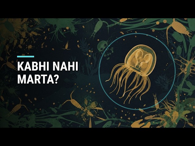Immortal Jellyfish: Kabhi Nahi Marti? 🪼