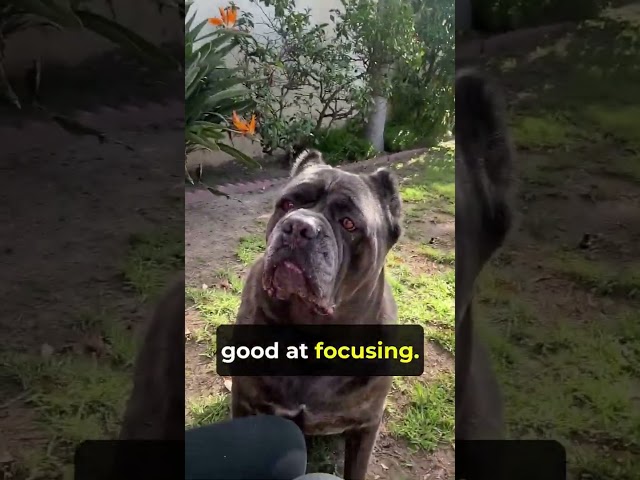 Copy This Dog's Trading Focus Technique #trading  #daytrading #breakouttrading