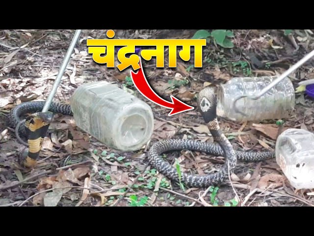 बहुत ही खतरनाक चंद्रनाग का किया रेस्क्यू || Indian Monocled Cobra Rescued