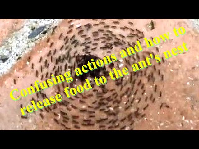 Funny TV - Confusing actions and how to release food to the ant's nest