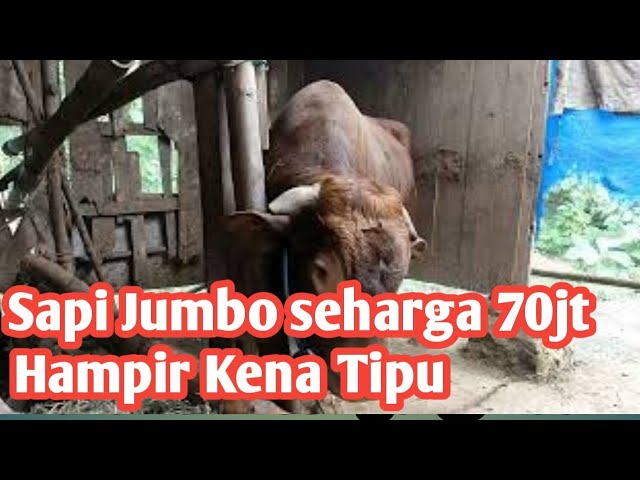 Sapi Jumbo Seharga 70jt, Hampir Kena Tipu #penipuonline #transaksionline #SapiJumbo #SapiMonster