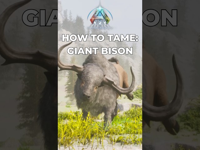 How to Tame the Giant Bison in Ark Survival Ascended #arksurvival #playark #survivetheark #tutorial