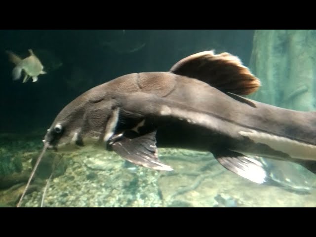 aquria klcc, klcc aquarium, big fish aquarium, large fish aquarium, catfish, cat fish