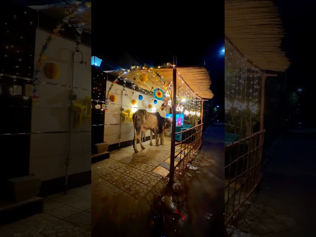 I BUILT A 5 STAR LUXURY VIP HOUSE FOR MY COW TIGER😍