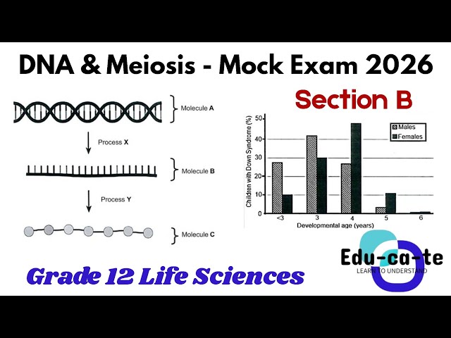 DNA & Meiosis - Section B (Mock Test 2026) Grade 12 Life Sciences