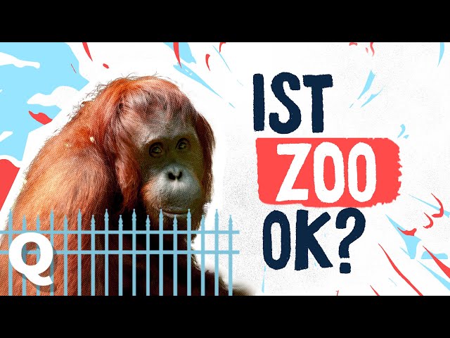 Is it okay to keep animals in zoos? | Quark's TabulaRasa