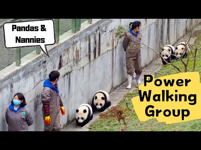 Pandas And Nannies' Power Walking Group | iPanda