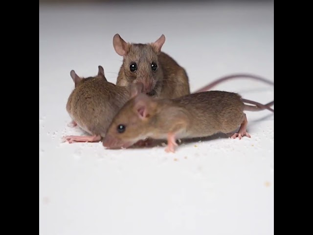 Cats Go CRAZY for REAL Mice HD Close Up | Video for Cats to Watch #shorts