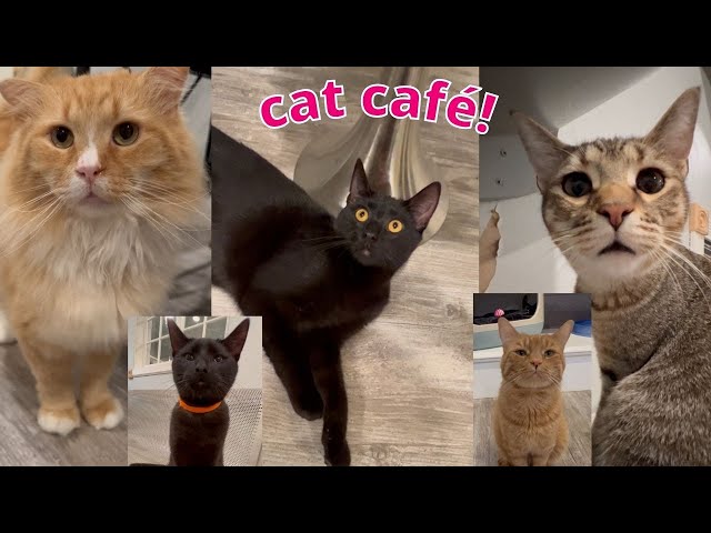 We went back to the cat cafe