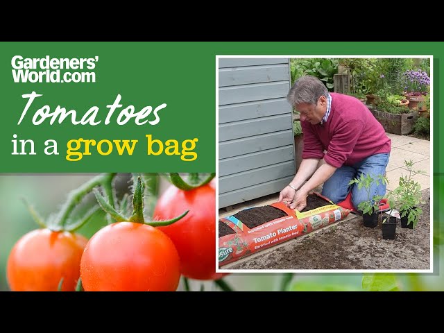 Growing tomatoes in a bag | Alan's guide
