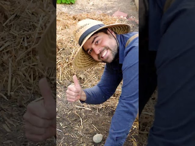 Grow Potatoes Without Digging?
