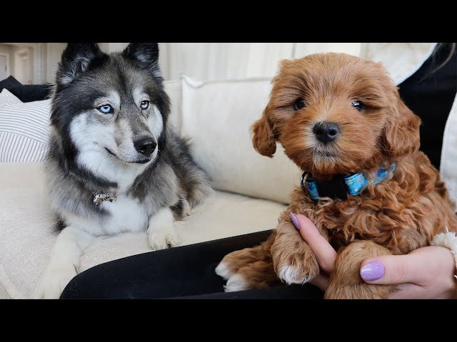 Husky meets cute puppy for the first time!