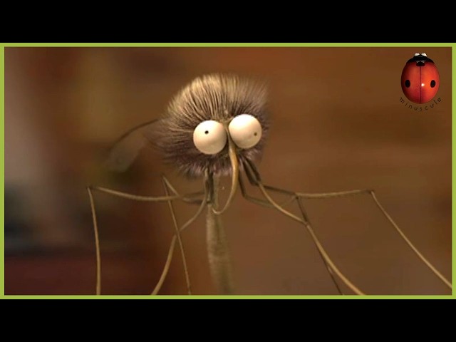 A Mosquito Day Afternoon | Minuscule | S01E72