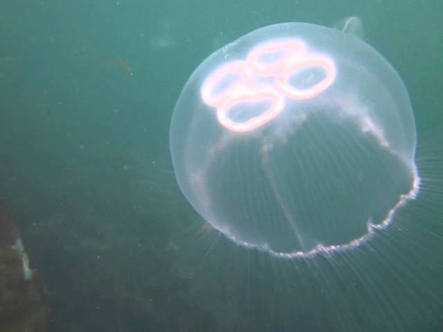 Moon jellyfish, Aurelia aurita, by Julie Hatcher