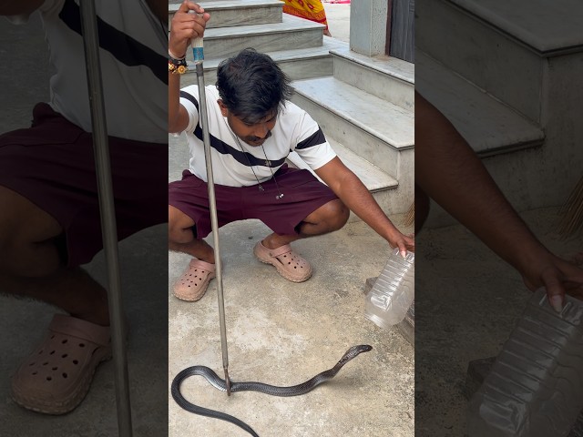 Indian Spectacled Cobra 🐍 😘🫶🫰