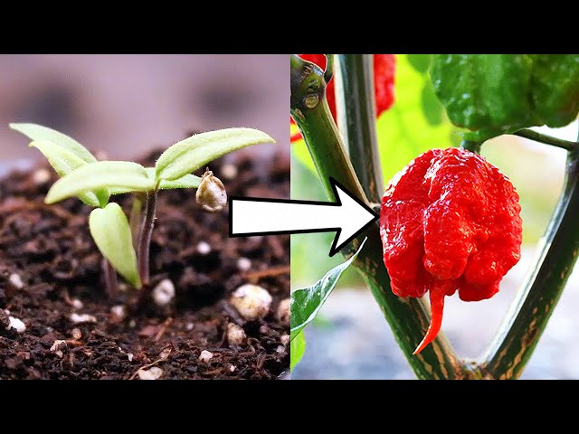 How to Grow Carolina Reapers from Seed to Spicy Harvest!